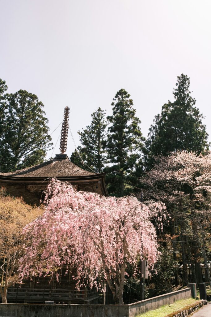 高野山櫻花