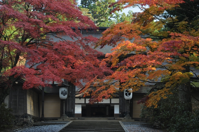 金剛峯寺與寺廟入口繁盛的楓樹枝葉