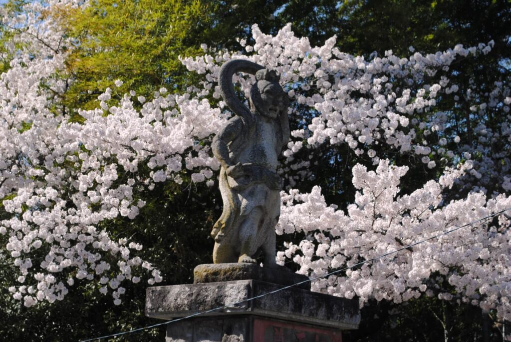 高野山櫻花