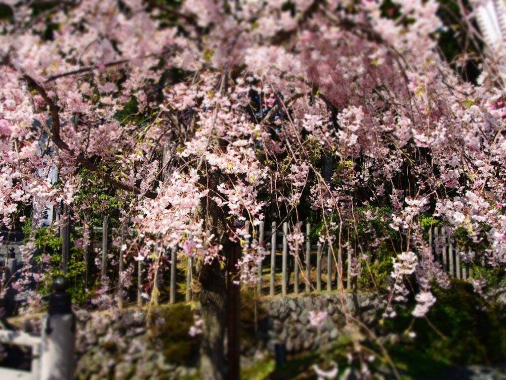 高野山櫻花