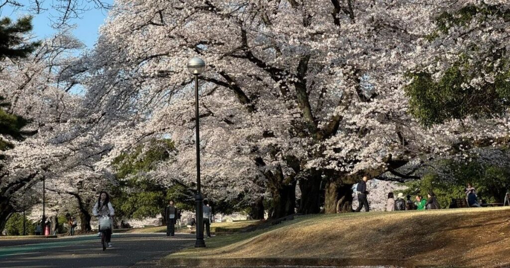 稻荷山公園 櫻花盛開 春日散步好去處
