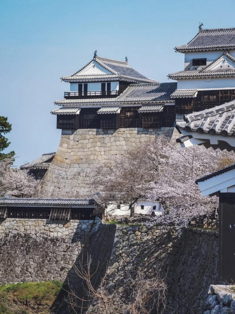 愛媛松山城 櫻花百選名城 春日風景