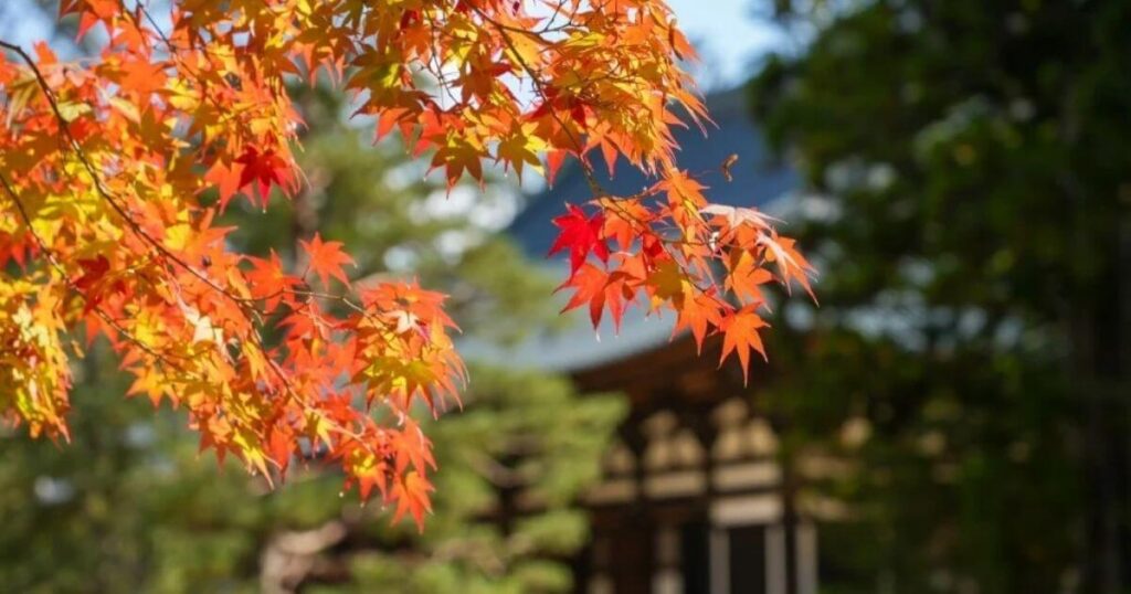 高野山秋日楓紅