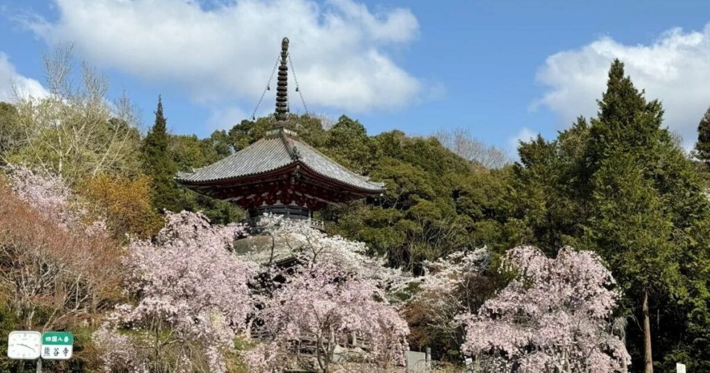 四國櫻花寺春季絕景