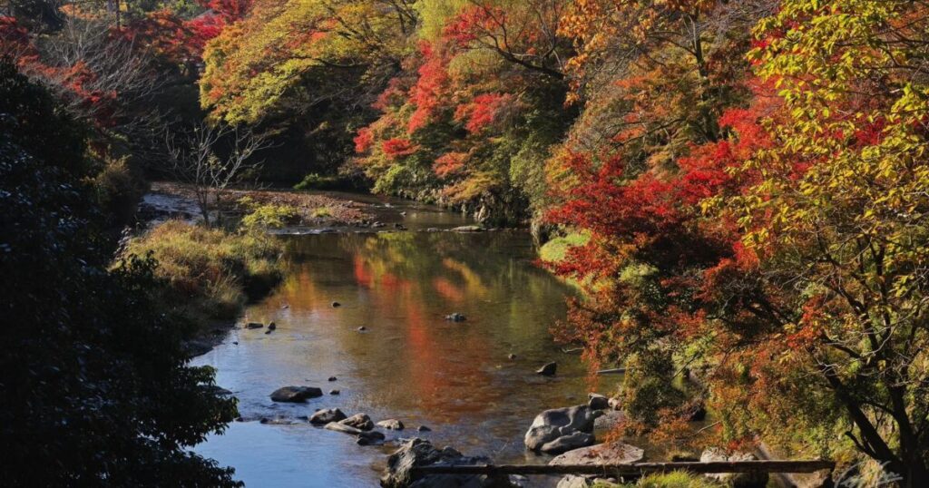 比叡山秋季溪谷紅葉