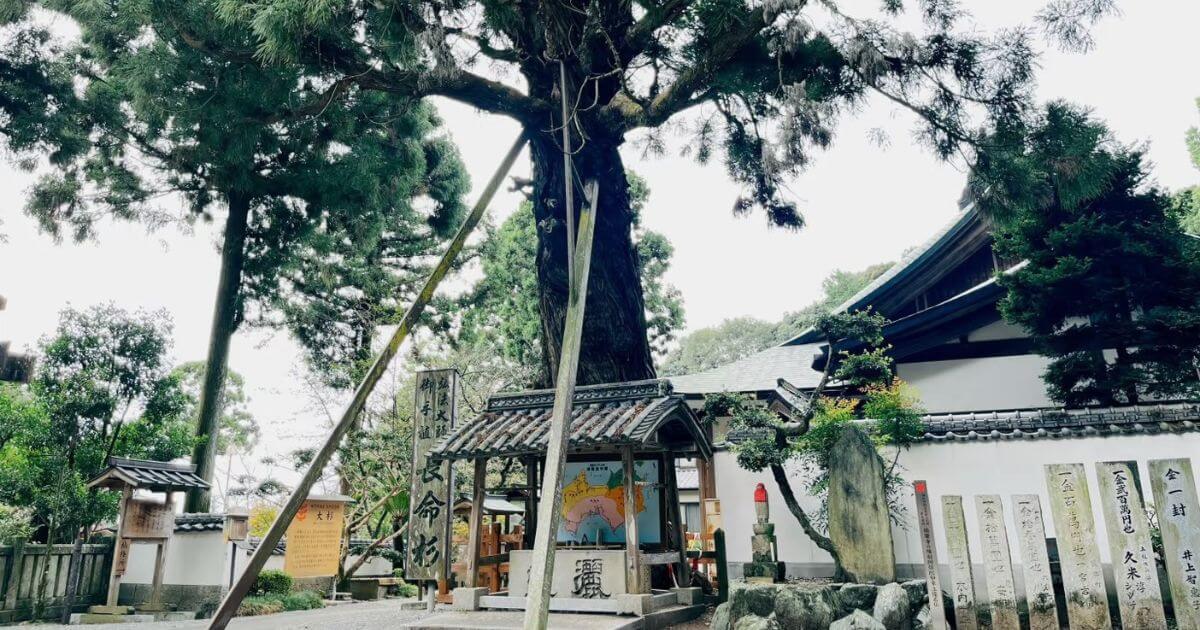 四國遍路第二番極樂寺境內長壽杉