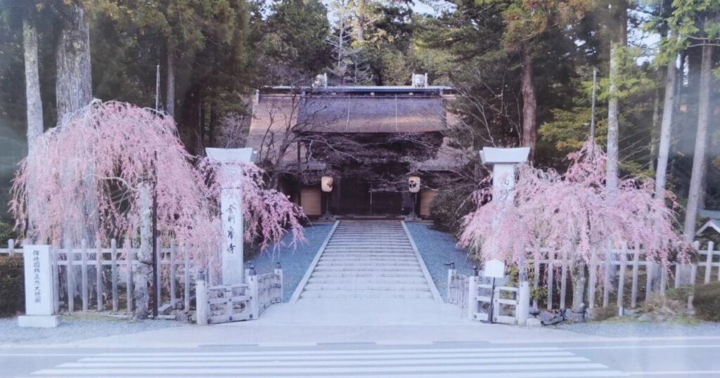 金剛峯寺春櫻盛開