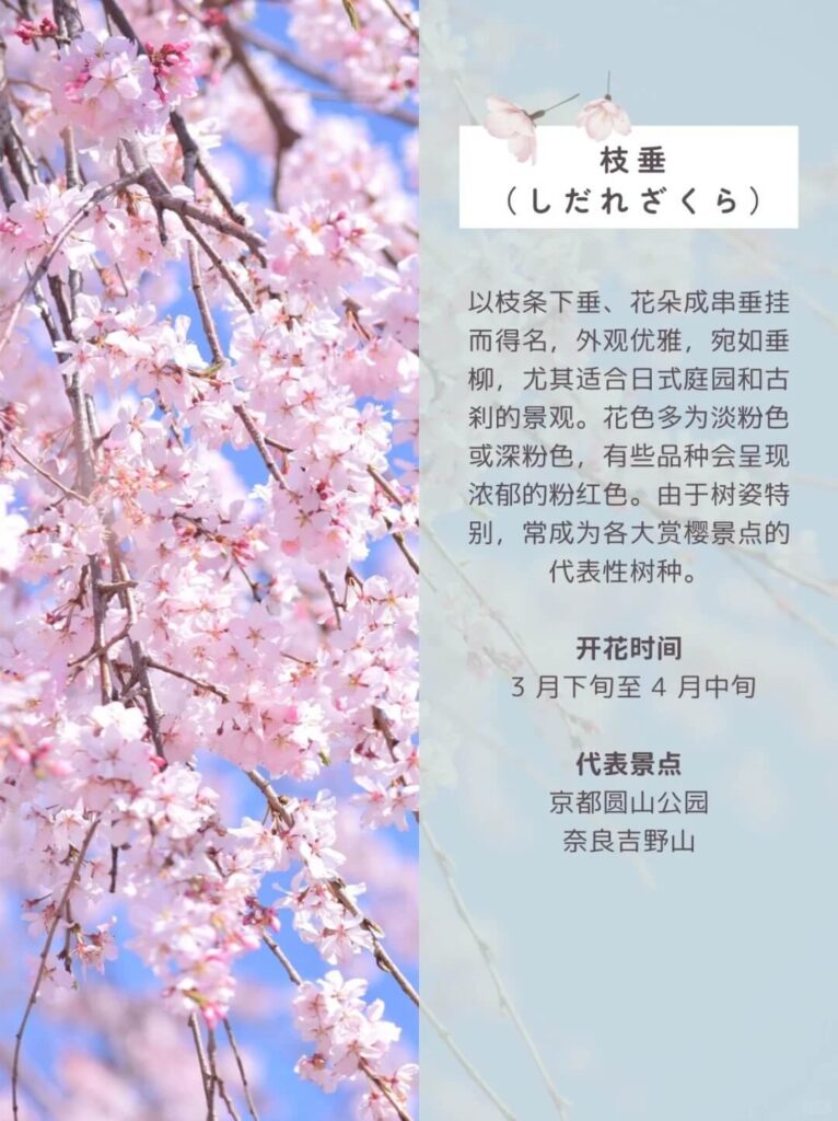 枝垂櫻（しだれざくら）介紹圖