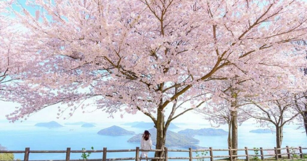 四國櫻花海景