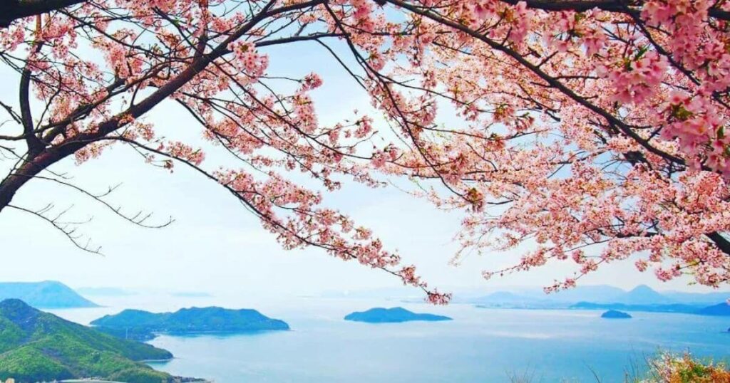 瀨戶內海櫻花與海景