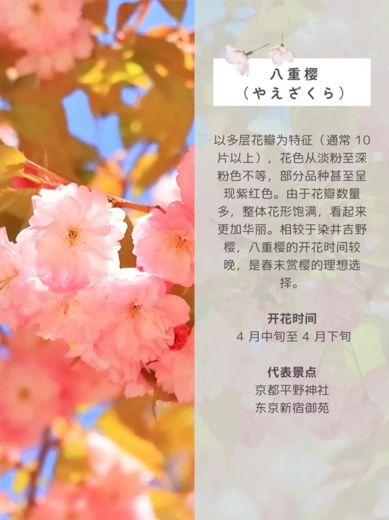 八重櫻（やえざくら）介紹圖