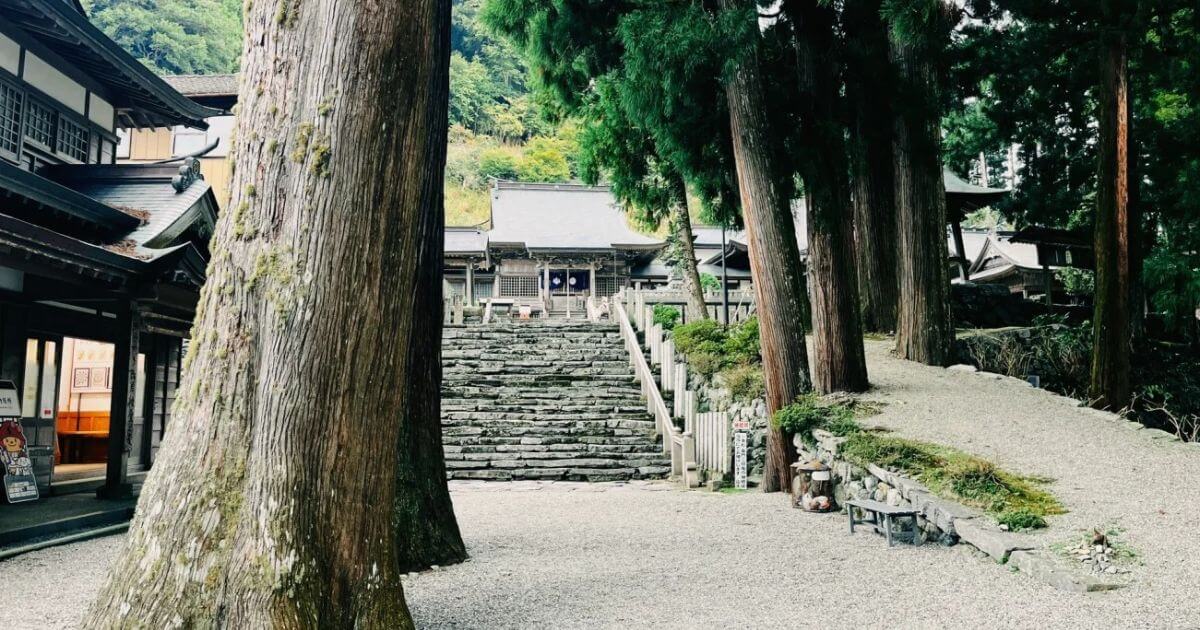 第十二番燒山寺杉樹