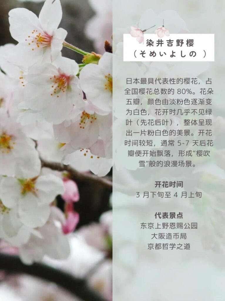 染井吉野櫻（そめいよしの）介紹圖