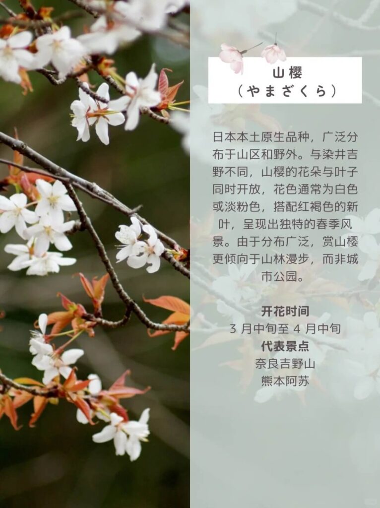 山櫻（やまざくら）介紹圖