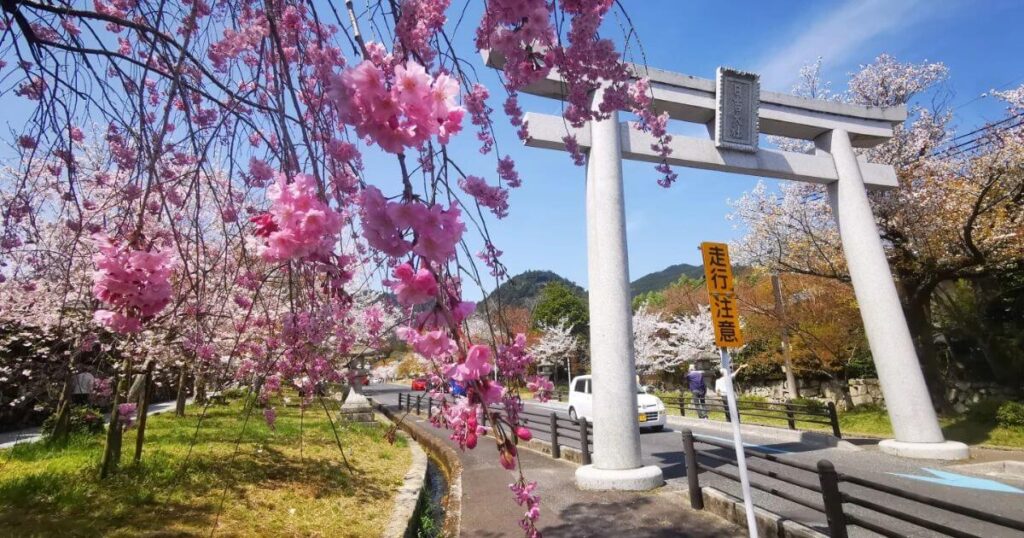 比叡山櫻花季與鳥居景色