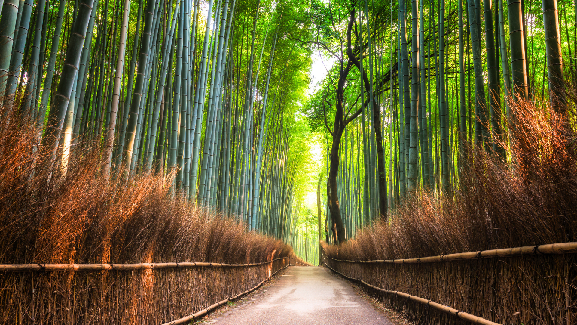 京都嵐山竹林小徑