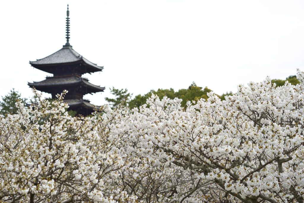 該圖片展示了京都世界文化遺產「仁和寺」春季最著名的「御室櫻」滿開勝景。畫面下半部與右側主視覺為漫山遍野、極其茂密盛開的御室櫻，呈現出潔白如雪中帶著淡淡粉嫩的優雅色澤。左上方背景聳立著歷經滄桑的五重木造佛塔，塔頂相輪直指天際。在溫和明亮的微陰採光烘托下，盛開的矮生櫻花林與高聳的黑色古塔交相輝映，完美呈現出京都春季最具代表性且充滿詩意的朝聖與賞櫻名勝端景。